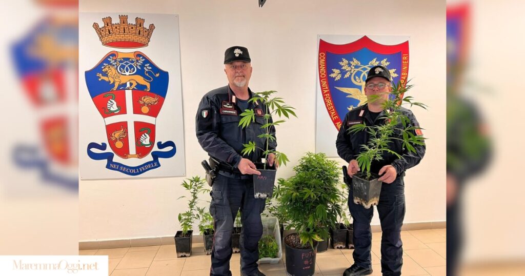 Carabinieri con cannabis