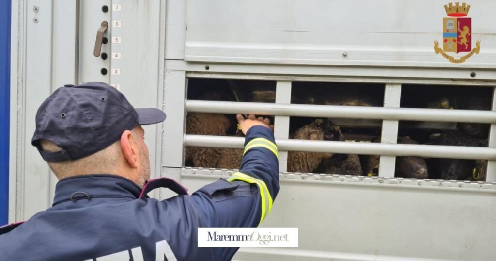 Uno dei camion carichi di agnelli fermati dalla polizia stradale