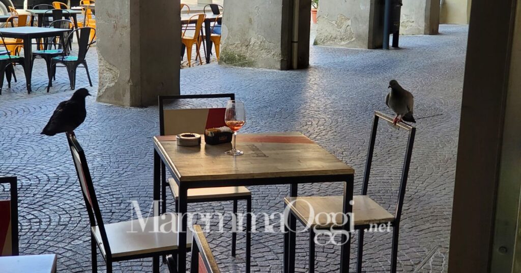 Piccioni a Grosseto, sotto ai portici in piazza Dante