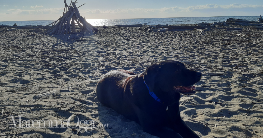 Sulla spiaggia di Principina a mare, i cani hanno libero accesso