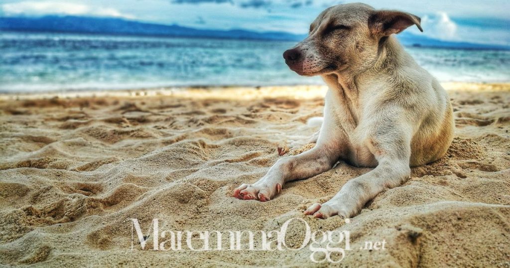 Un cane sulla spiaggia, arriva la dog beach a Marina