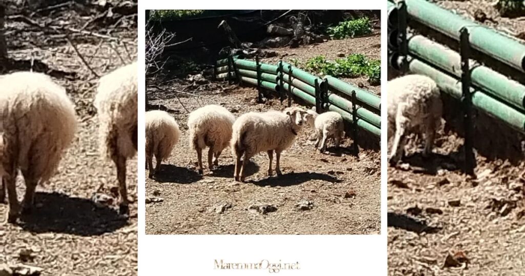 Le pecore di Righetti