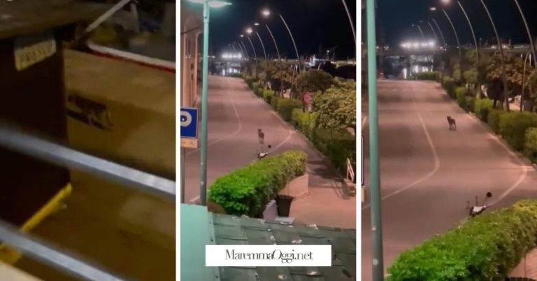 Alcuni fotogrammi del lupo tratti dal video