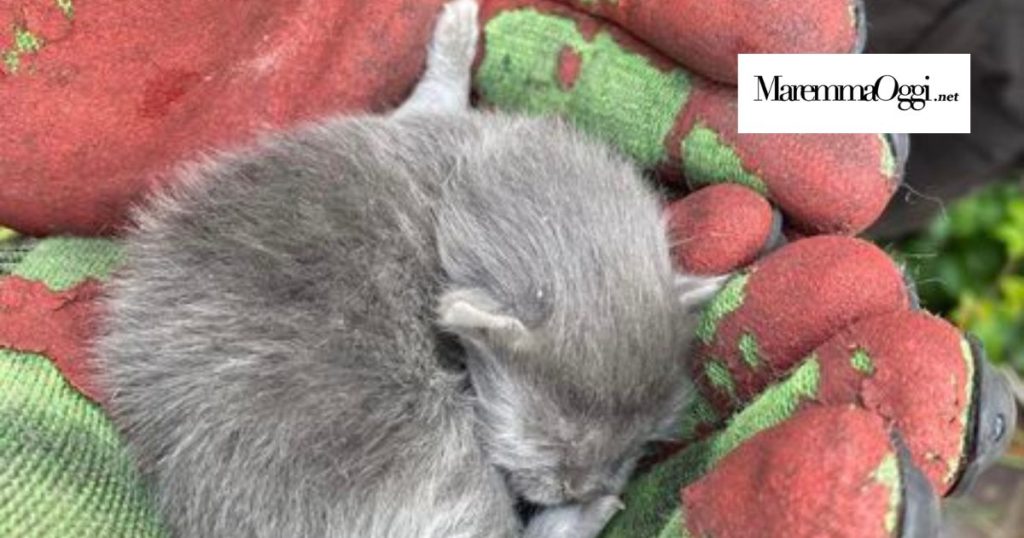 Uno dei gattini nati nello sgabuzzino di un albergo a Castiglione della Pescaia