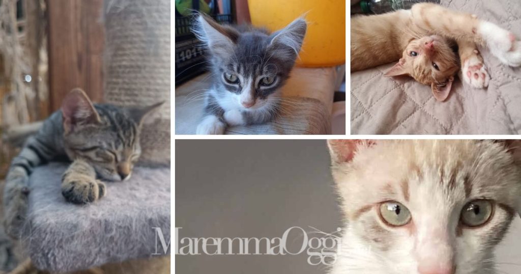 Alcuni dei gattini in adozione con l'associazione Avrai