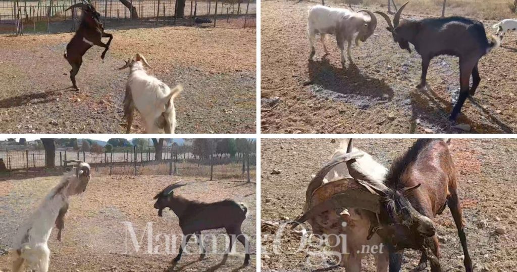 Alcuni fotogrammi tratti dal video dei caproni che si contendono le femmine a cornate