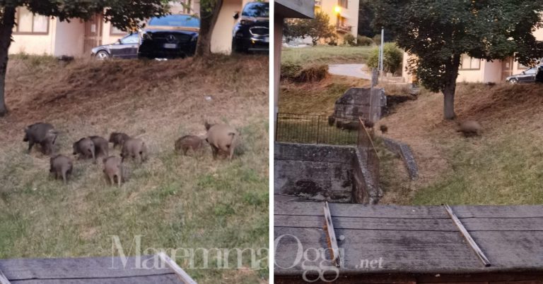 Cinghiali nel paese di Arcidosso