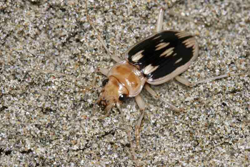 Un coleottero che abita le spiagge, l'eurynebria complanata