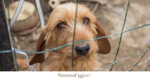 Sequestro dei cani, cane nel canile