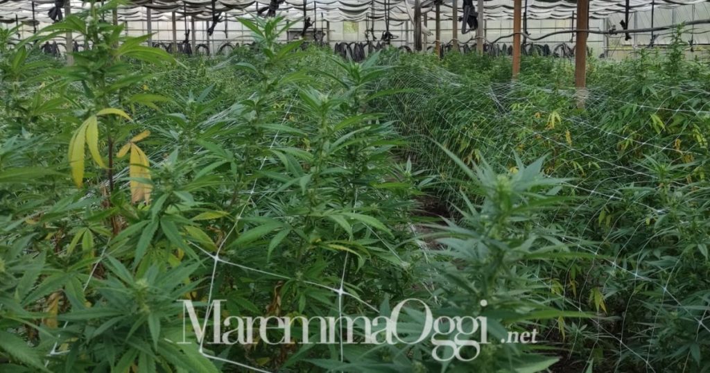 La serra di canapa dove si produce cannabis light a Pitigliano
