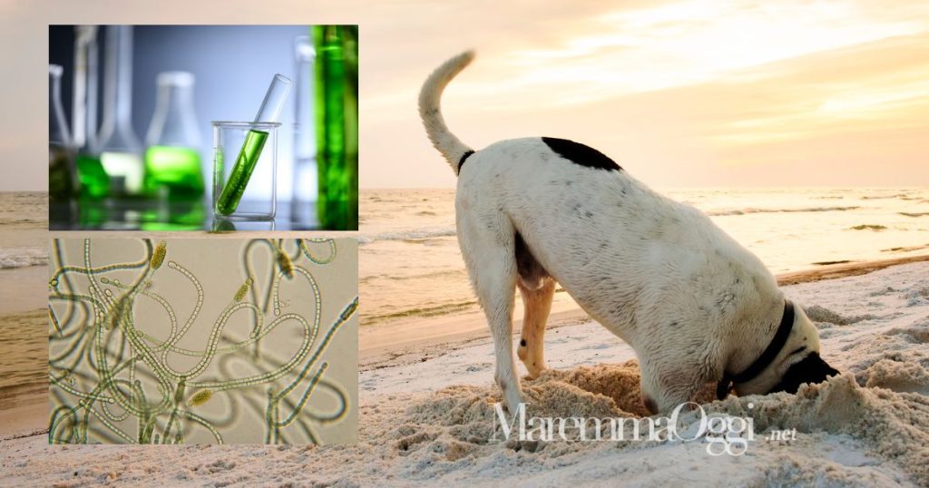 Un cane sulla spiaggia e i cianobatteri (alghe verdi azzurre) al microscopio