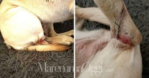 Cane ferito da un laccio da bracconiere, le ferite sulla zampa di Elsa