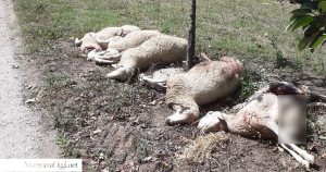 Predazioni lupo su pecore, alcune pecore morte
