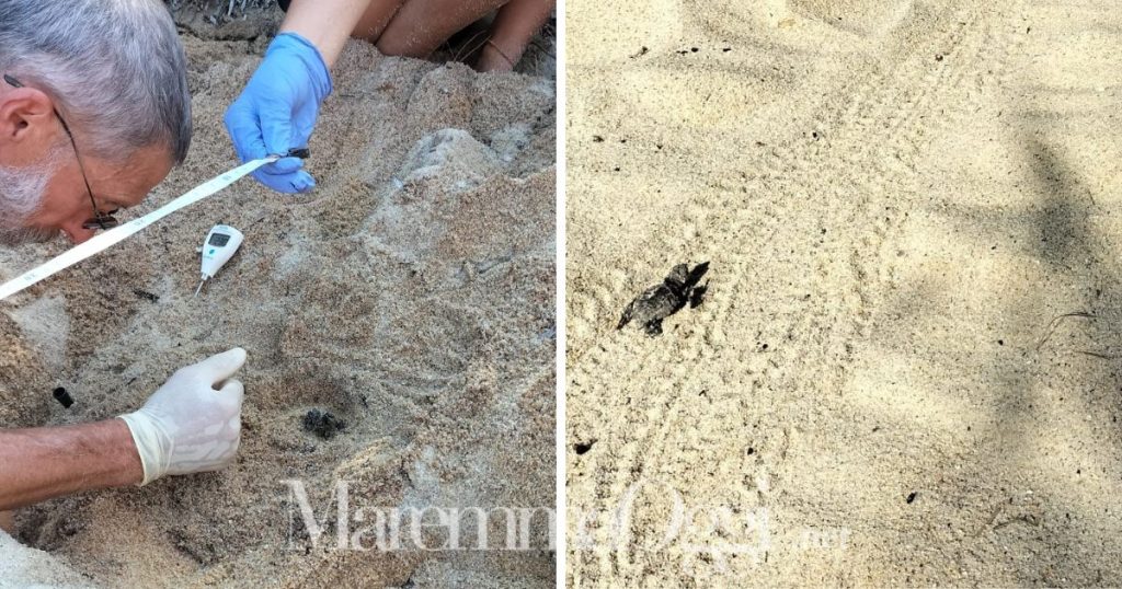 La schiusa delle tartarughine sulla spiaggia delle Caldane al Giglio