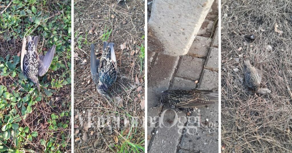 Moria di uccelli nel parco di via del Sabotino