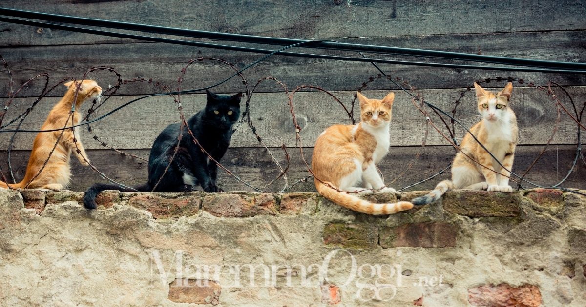 Gatti in una colonia felina
