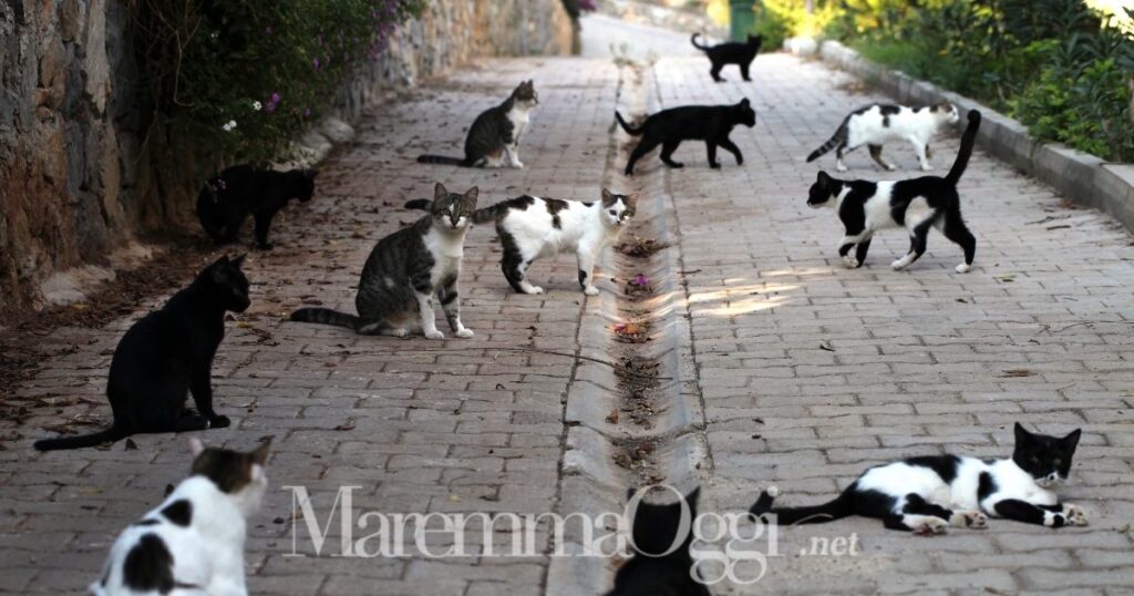 Gatti randagi, Occhi di gatto lancia l'allarme: «3200 gatti randagi a Grosseto, serve una campagna di sterilizzazione»