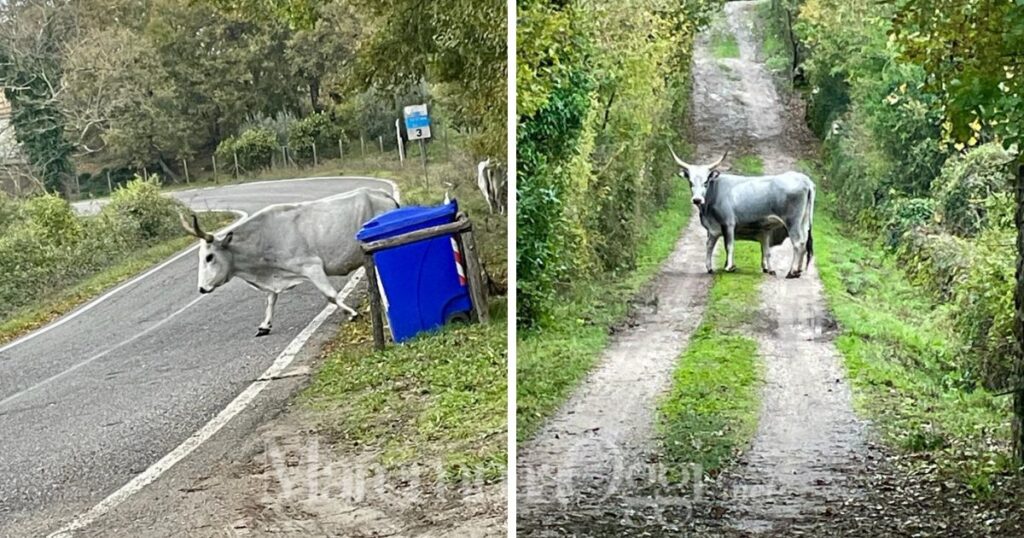 Due vacche del branco che sta vagando libero vicino a Scansano