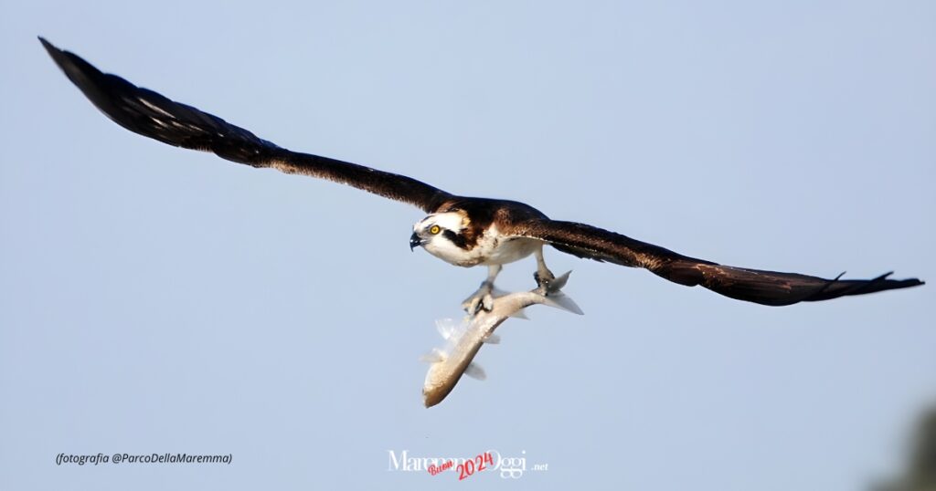 Un falco pescatore con la sua preda (fotografia @ParcoDellaMaremma)