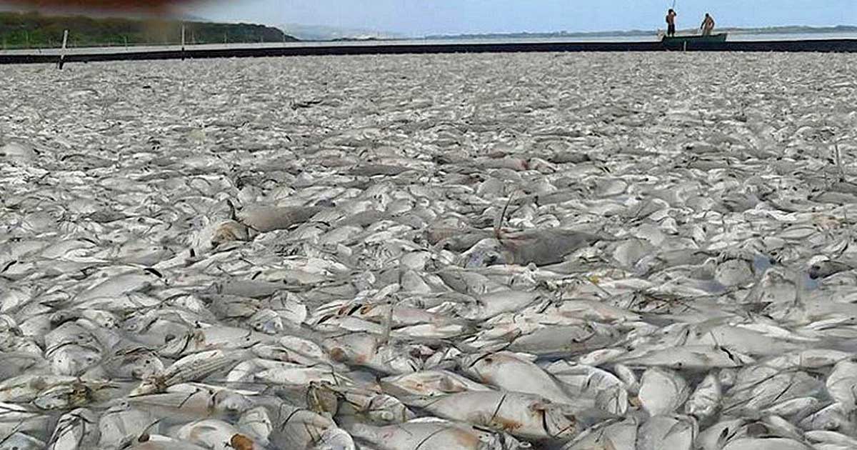Distesa di pesci morti in laguna a causa dell'anossia nel 2015 (foto Maremma Magazine)