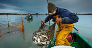 Un pescatore della cooperativa di Orbetello in laguna