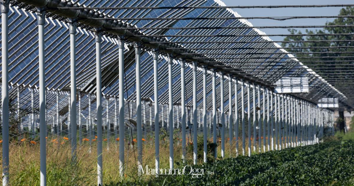 Colture sotto a un impianto agrivoltaico