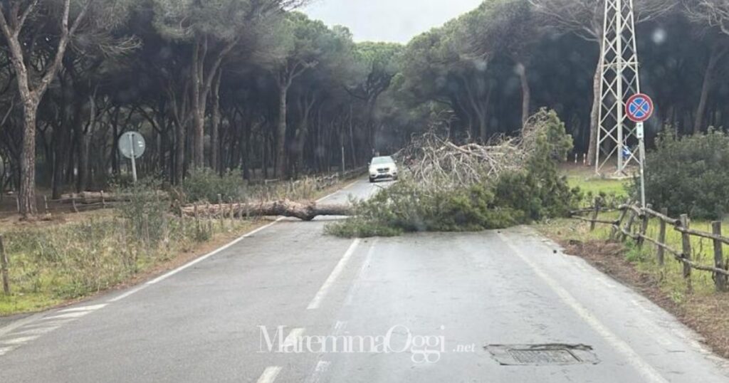 Il pino caduto sulla strada per Marina di Grosseto