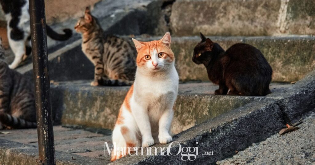 Regolamento sugli animali a Grosseto: alcuni gatti randagi