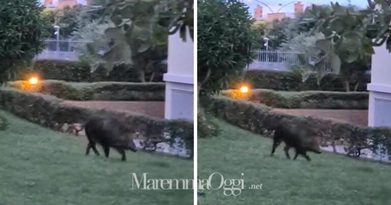 Due immagini tratte dal video: il cinghiale fra i giardini in città