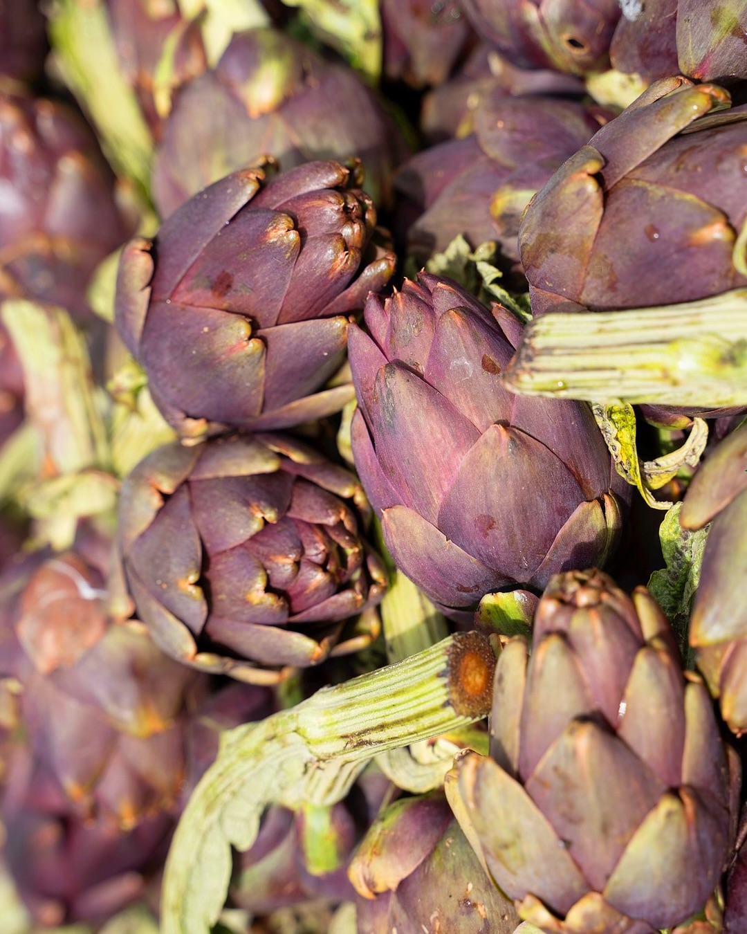I carciofi della nostra terra