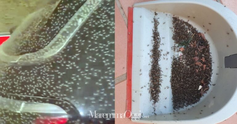 Moscini a Orbetello: il problema va affrontato alla radice