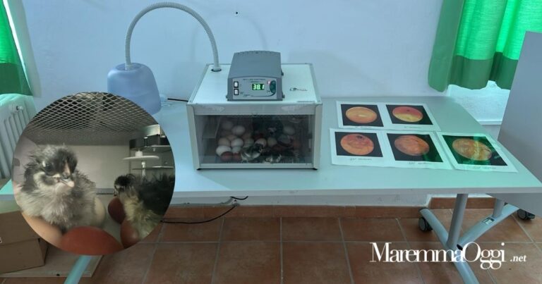 una foto dei pulcini nati