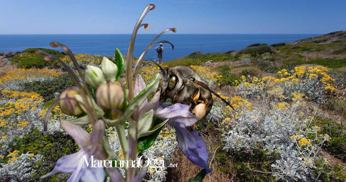 Una veduta di Giannutri (foto @R.Ridi) e un'ape selvatica