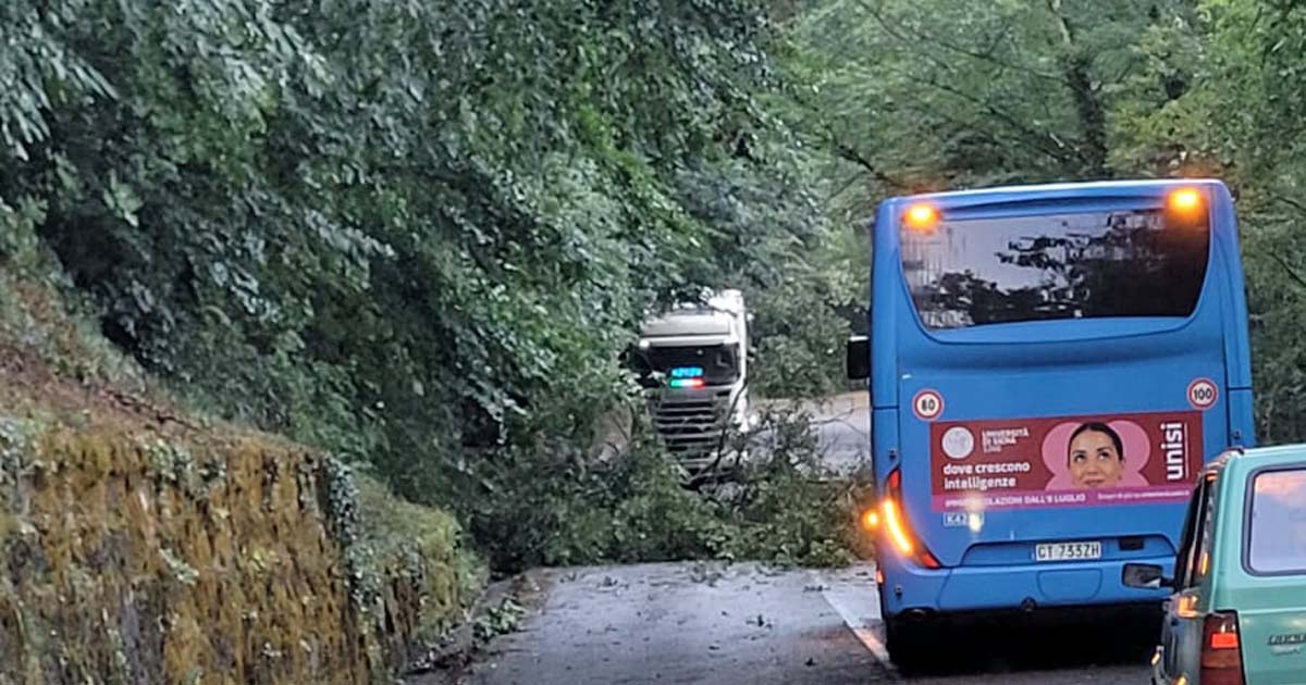 L'albero caduto sulla provinciale 13