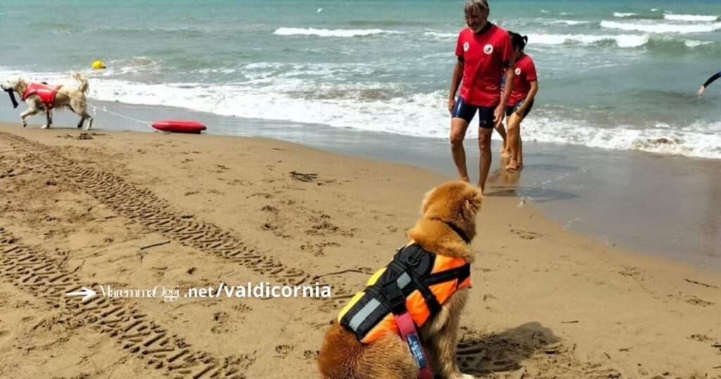 I cani bagnino sulla spiaggia di San Vincenzo