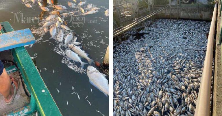 La moria del 2024 nella laguna di Orbetello