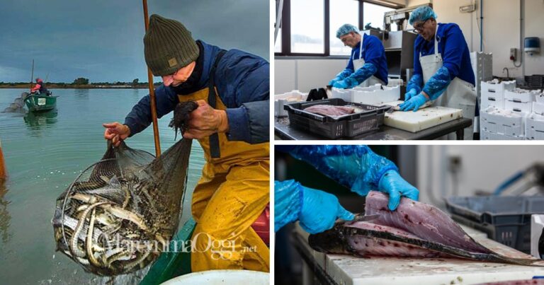 I Pescatori di Orbetello, a sinistra la pesca in laguna, a destra la lavorazione alle Topaie