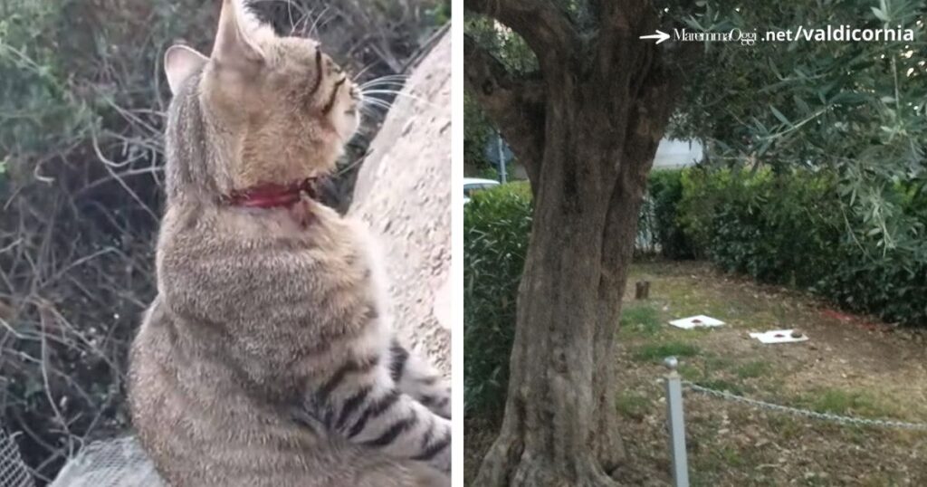 Il veleno sulle mattonelle e il gatto con il laccio al collo