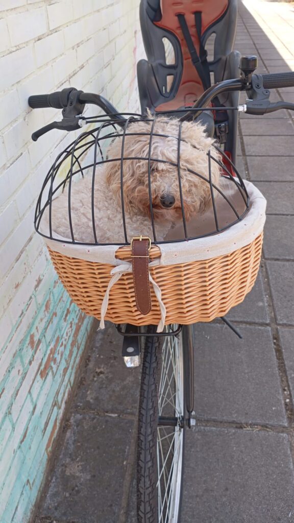 Penelope, la passeggera nel cestino omologato per i cani