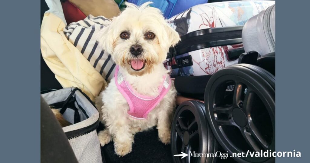 Rosa, la piccola maltese scomparsa