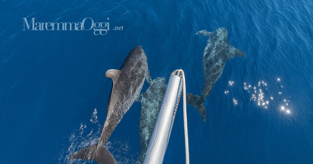 I delfini davanti alla barca a vela alle Formiche di Grosseto