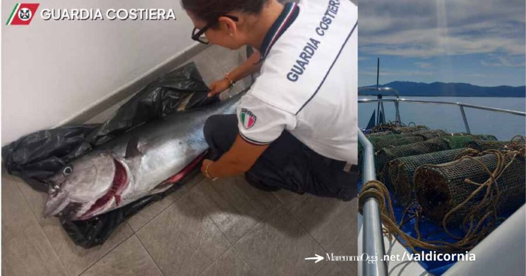 Operazione della Guardia costiera di Piombino nel golfo di Follonica, sanzionati molti pescatori. Il pesce sequestrato dato in beneficenza