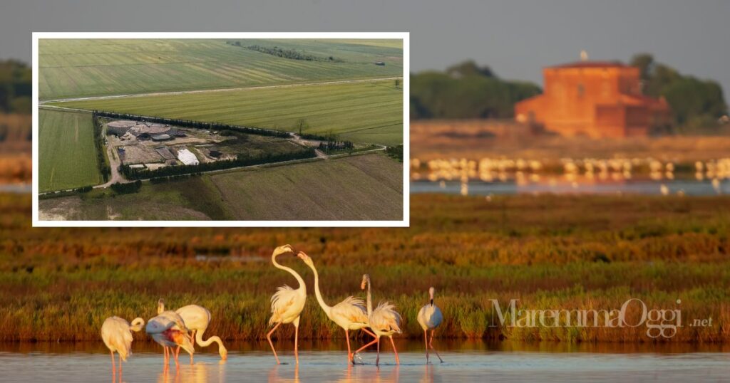 La Diaccia Botrona e l'attuale impianto di Cernaia, per il quale c'è un progetto di riconversione