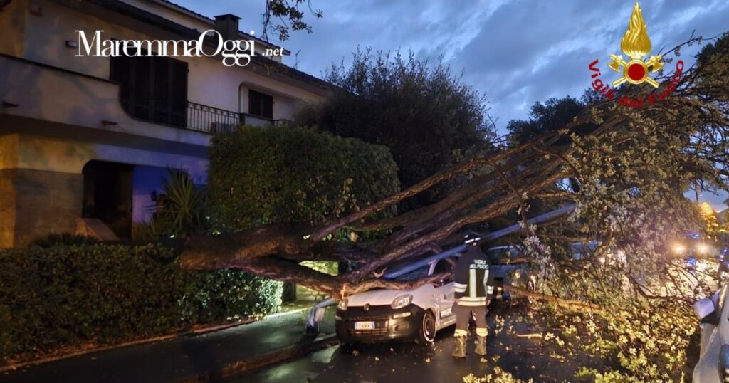 La pianta caduta sulla macchina di Acquedotto del Fiora a Grosseto