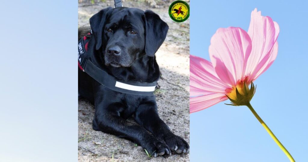 Tea, il labrador che lavorava con i volontari della VAB