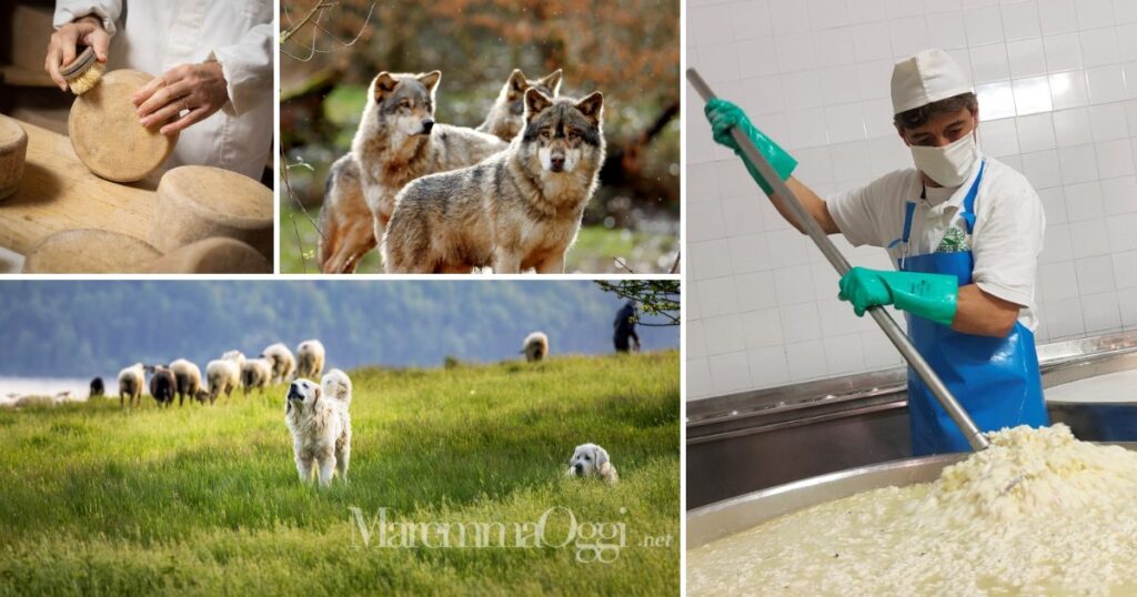 Caseifici, pecore, pastori, cani e lupi: una guerra antica ancora attuale, che rischia di mettere in ginocchio un'economia