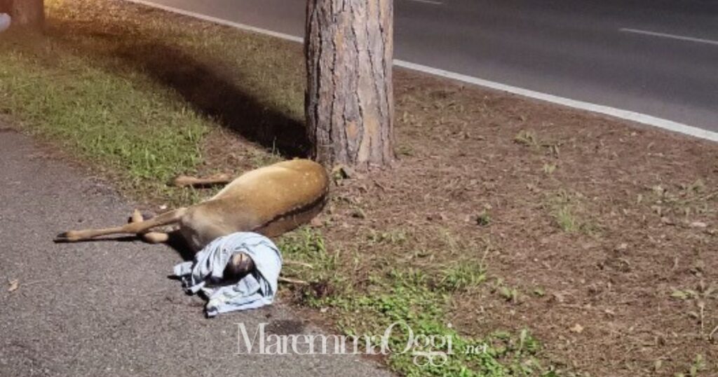 Il daino morto dopo lo scontro con l'auto a Principina