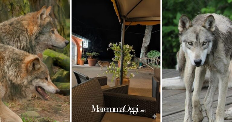 La foto del lupo al ristorante e altre foto di lupi
