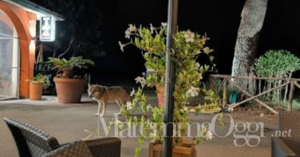 Il lupo avvistato all’interno del ristorante Il Bracconiere ad Albinia – Foto Comitato Pastori d’Italia
