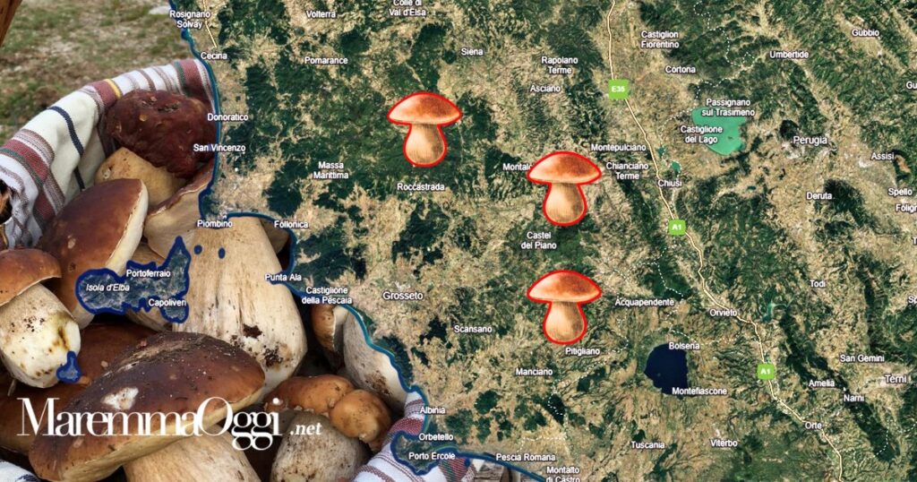 Sono soprattutto tre le zone della Maremma dove si trovano i porcini in questo periodo